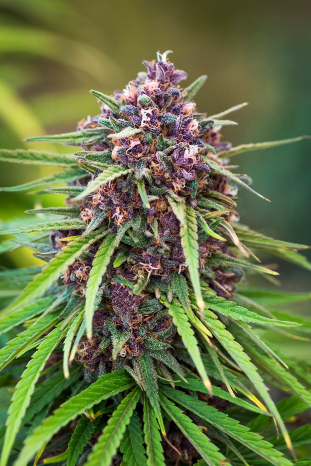 Image result for weed